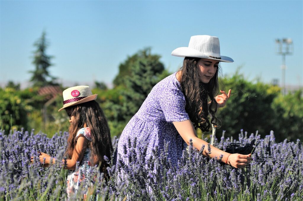 lavanta, lavander, afşin, lavander, lavander, lavander, lavander, lavander