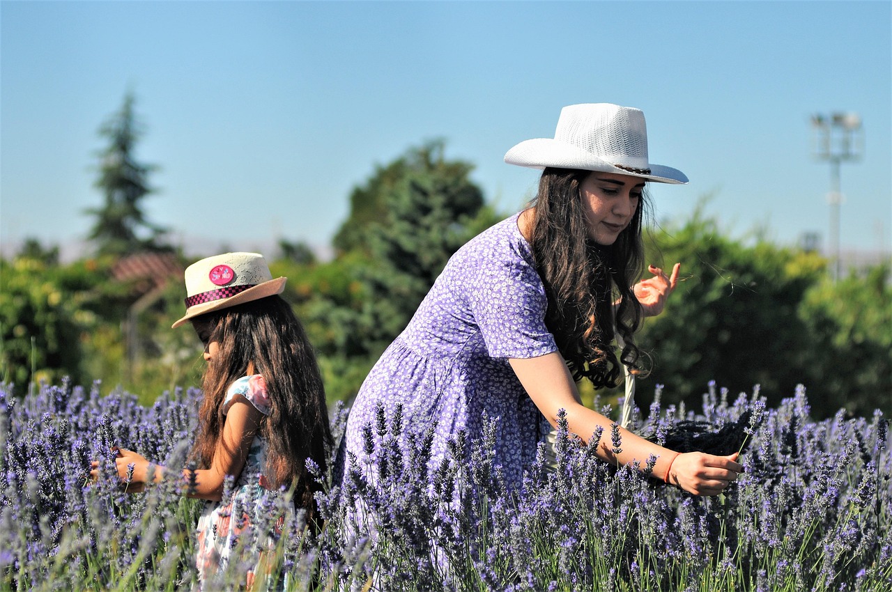 lavanta, lavander, afşin, lavander, lavander, lavander, lavander, lavander